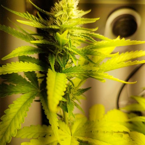 Banana Og Kush  growlog timeline photo