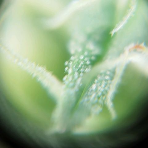 Banana Og Kush  growlog timeline photo