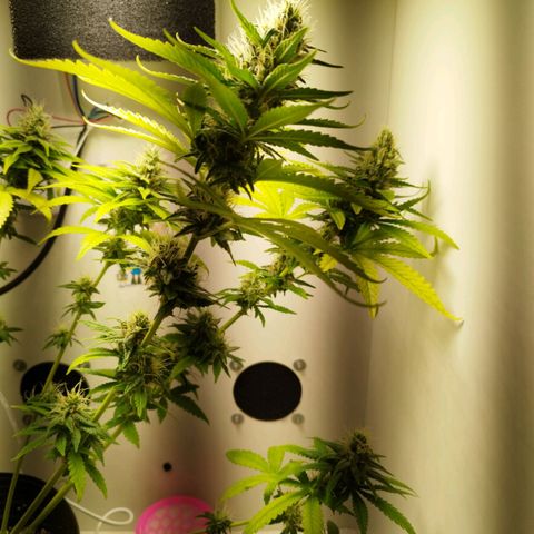 Banana Og Kush  growlog timeline photo