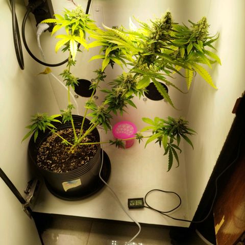 Banana Og Kush  growlog timeline photo