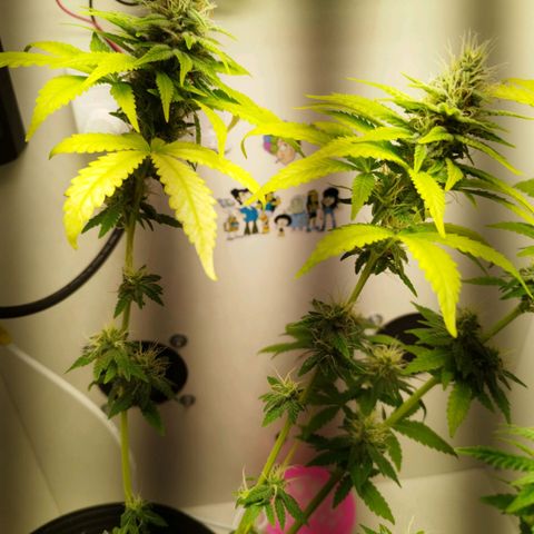 Banana Og Kush  growlog timeline photo