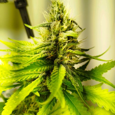 Banana Og Kush  growlog timeline photo