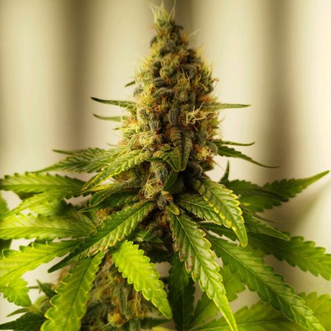 Banana Og Kush  growlog timeline photo