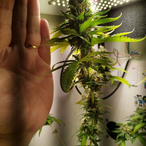 Banana Og Kush  growlog timeline photo