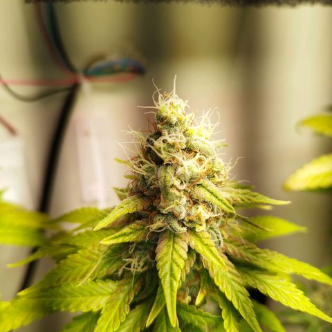 Banana Og Kush  growlog timeline photo