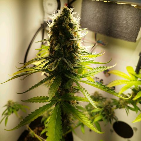 Banana Og Kush  growlog timeline photo