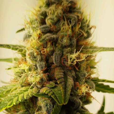 Banana Og Kush  growlog timeline photo