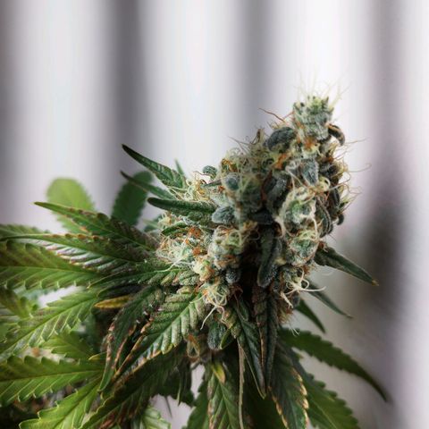 Banana Og Kush  growlog timeline photo