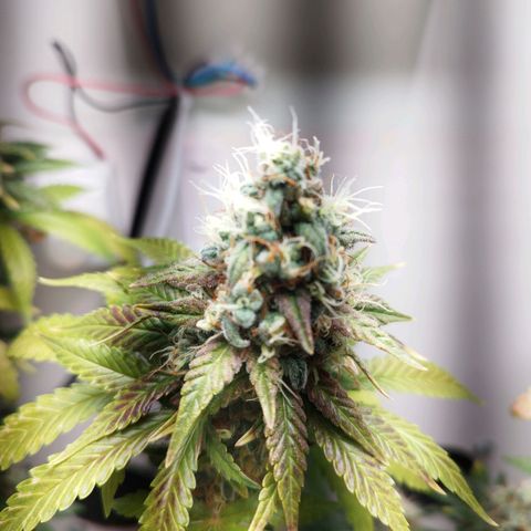 Banana Og Kush  growlog timeline photo