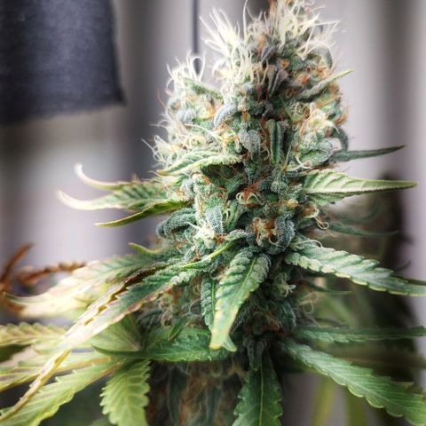 Banana Og Kush  growlog timeline photo