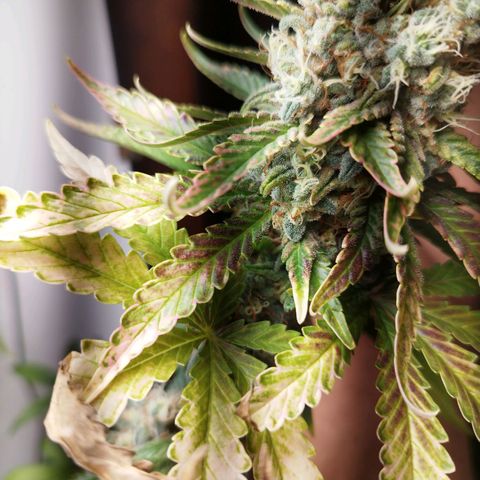 Banana Og Kush  growlog timeline photo