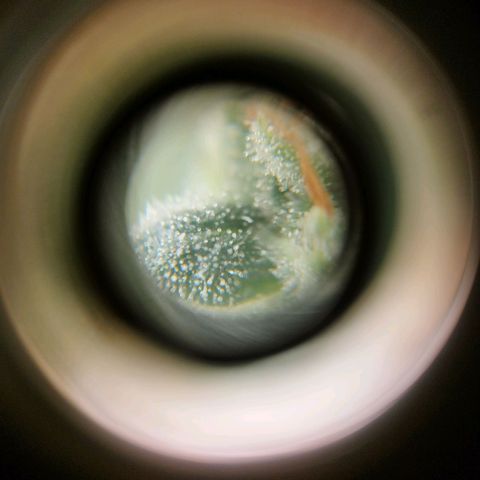 Banana Og Kush  growlog timeline photo