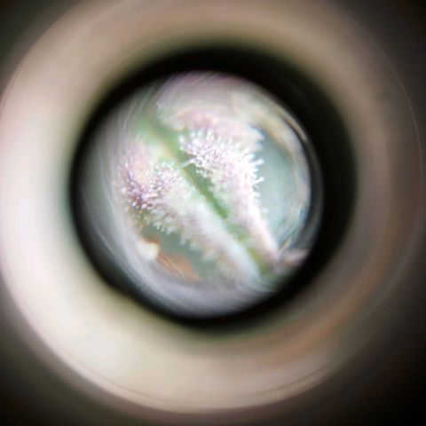 Banana Og Kush  growlog timeline photo