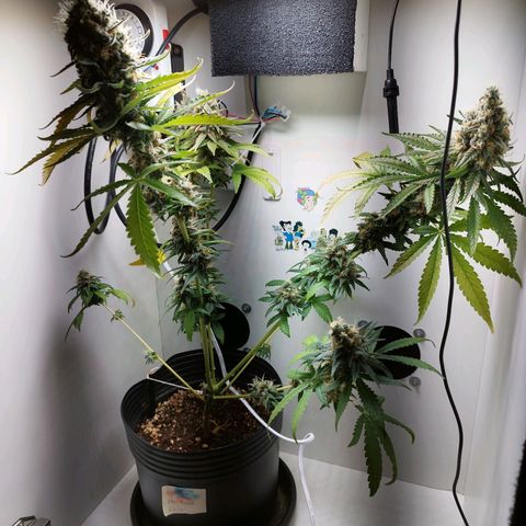 Banana Og Kush  growlog timeline photo