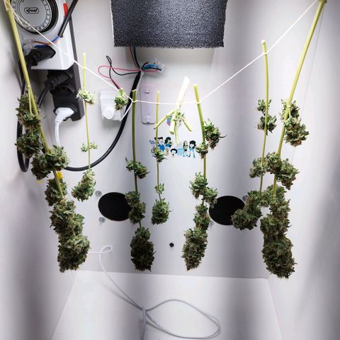 Banana Og Kush  growlog timeline photo