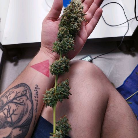 Banana Og Kush  growlog timeline photo