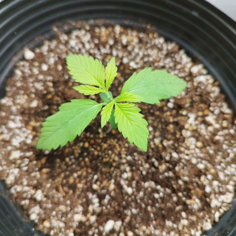 Dark Purple Auto growlog timeline photo