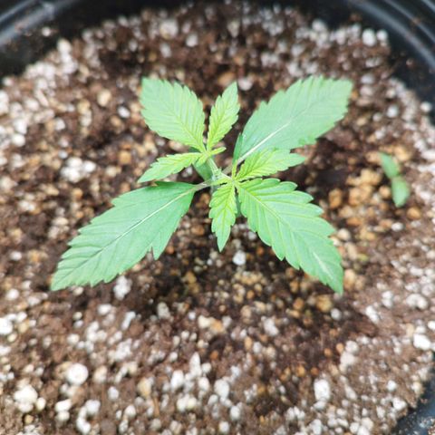 LSD-25 Auto growlog timeline photo