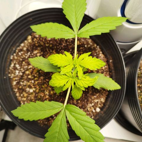 Dark Purple Auto growlog timeline photo