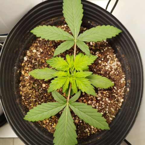 LSD-25 Auto growlog timeline photo