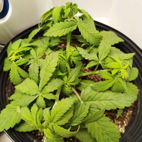LSD-25 Auto growlog timeline photo
