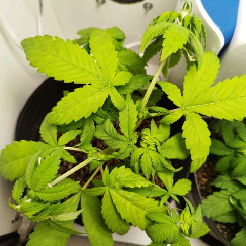 Dark Purple Auto growlog timeline photo