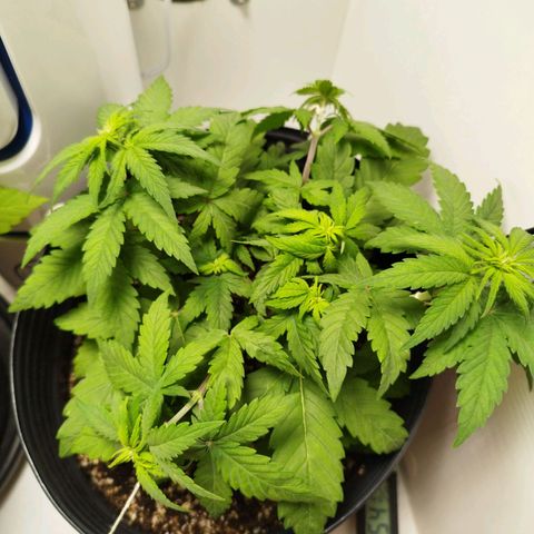 LSD-25 Auto growlog timeline photo
