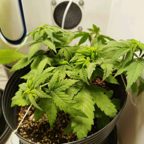 LSD-25 Auto growlog timeline photo