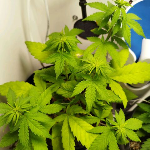 Dark Purple Auto growlog timeline photo