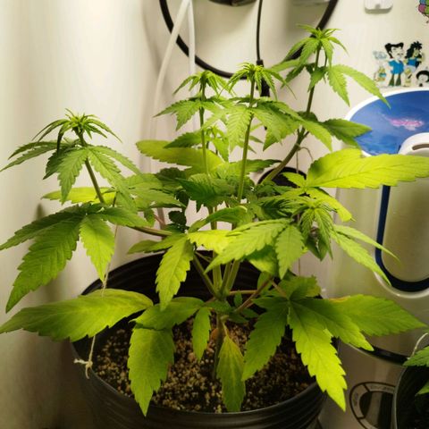 Dark Purple Auto growlog timeline photo