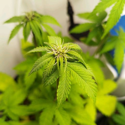 Dark Purple Auto growlog timeline photo