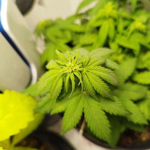 LSD-25 Auto growlog timeline photo