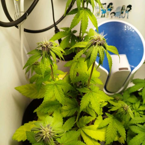 Dark Purple Auto growlog timeline photo