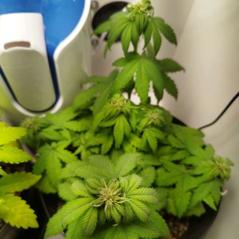 LSD-25 Auto growlog timeline photo