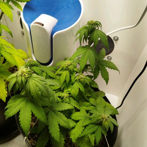 LSD-25 Auto growlog timeline photo