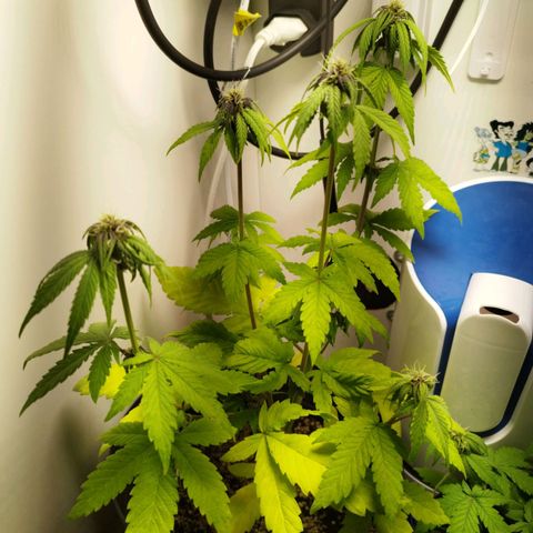Dark Purple Auto growlog timeline photo