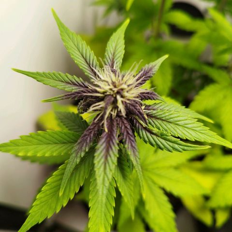 Dark Purple Auto growlog timeline photo