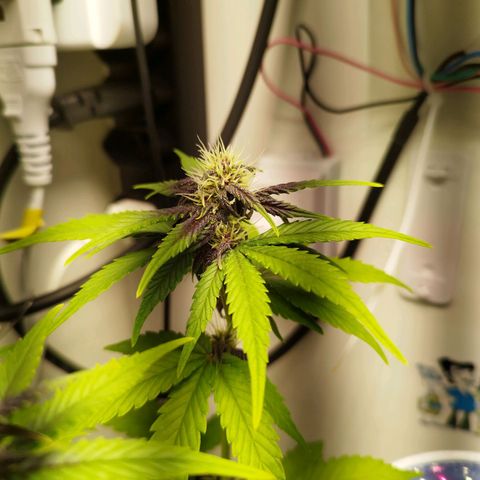 Dark Purple Auto growlog timeline photo