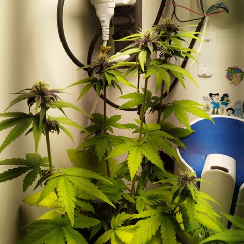 Dark Purple Auto growlog timeline photo