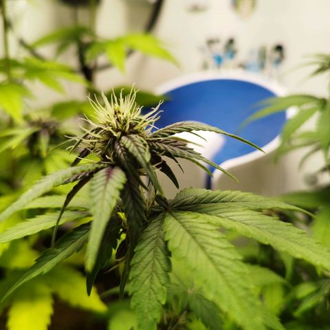 LSD-25 Auto growlog timeline photo