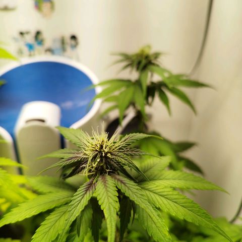 LSD-25 Auto growlog timeline photo