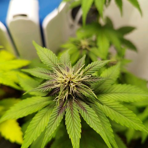 LSD-25 Auto growlog timeline photo