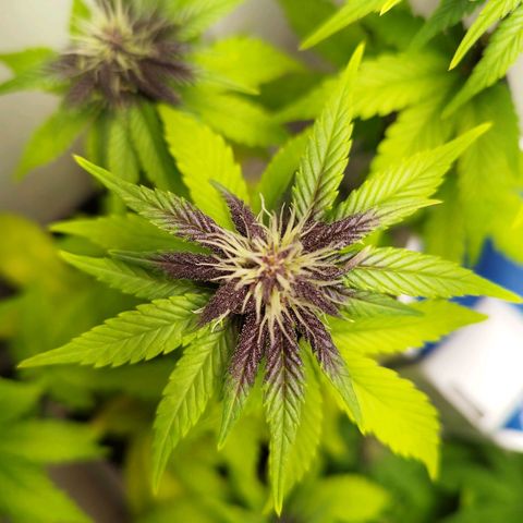 Dark Purple Auto growlog timeline photo
