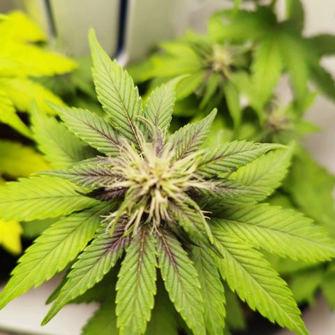 LSD-25 Auto growlog timeline photo