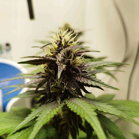 LSD-25 Auto growlog timeline photo