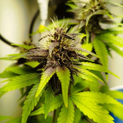 Dark Purple Auto growlog timeline photo