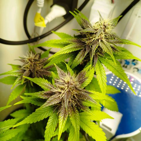 Dark Purple Auto growlog timeline photo