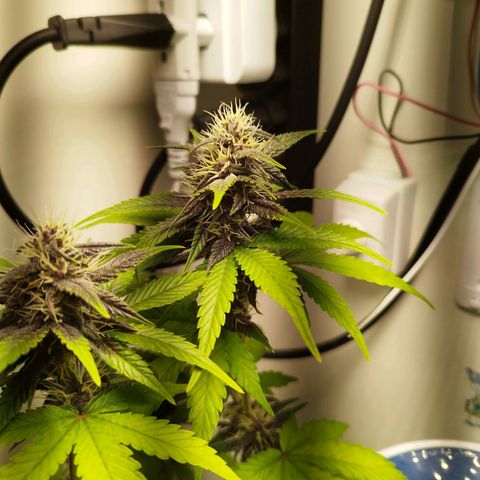Dark Purple Auto growlog timeline photo