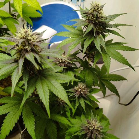 LSD-25 Auto growlog timeline photo
