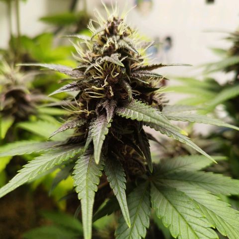 LSD-25 Auto growlog timeline photo